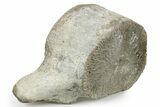 Fossil Whale Cervical/Thoracic Vertebra - Yorktown Formation #237628-1